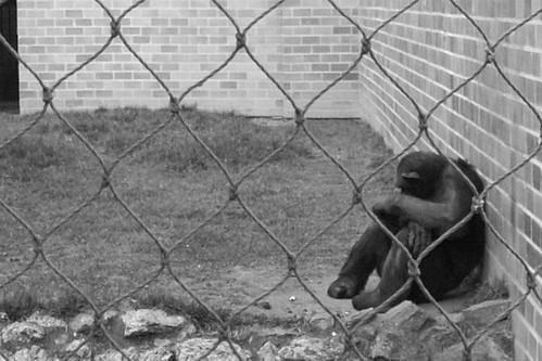 A black-and-white photo of a primate sitting behind a chain-link fence