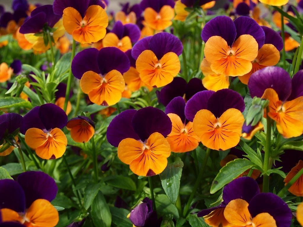 A dense cluster of purple and orange pansies