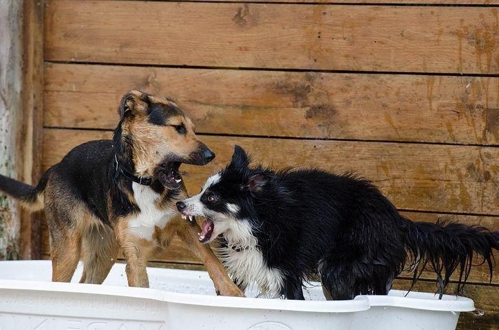 Figure 4 (right): two dogs fighting, teeth bared.